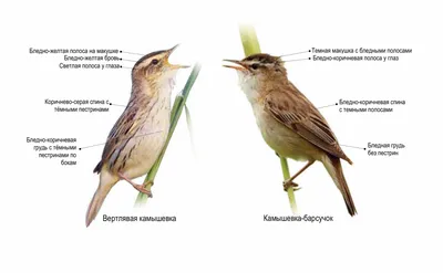 Тростниковая камышовка (Acrocephalus scirpaceus) – Астраханский биосферный  заповедник