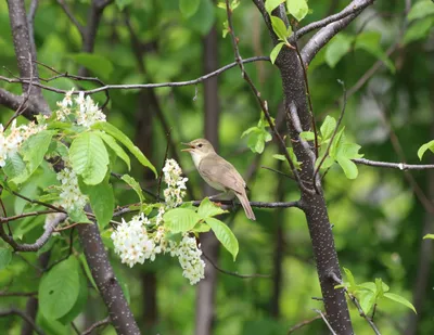 Болотная камышевка Acrocephalus palustris Marsh Warbler