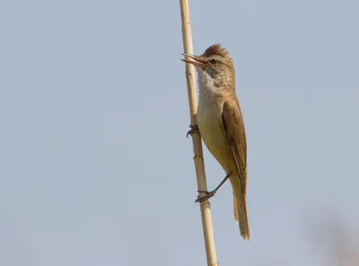 Видишь тростниковую камышовку? А она есть. « Fotoparus