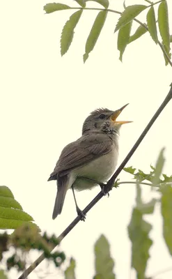 Voices of birds as sings Kamyshovka - YouTube