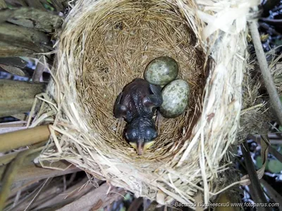 Родригесская камышовка - eBird