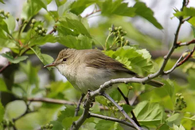 Eurasian Reed Warbler also Reed Warbler (Acrocephalus scirpaceus) by  Andy_Morffew | Reed warbler, Beautiful birds, Bird