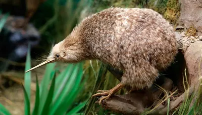 KIWI BIRD: NOT a fruit, but a prehistoric animal with the biggest eggs |  Facts about birds - YouTube