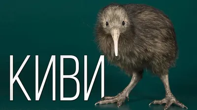 В столице Новой Зеландии впервые за долго время появились птенцы птицы киви  / Оффтопик / iXBT Live