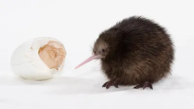 В Новой Зеландии пытались сфальсифицировать результаты выборов птицы года |  РБК Стиль