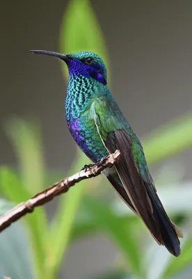 Колибри Птица Природа Тропических Крылья | Pájaros de colores, Fotos de  colibri, Aves de compañía