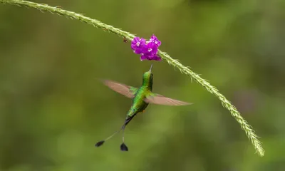 Картинка птица Колибри животное