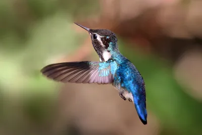 Птица колибри, Trochilidae, silk …» — создано в Шедевруме