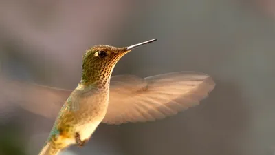 Брошь Птица колибри