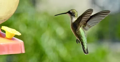 Скачать обои птица, колибри, охристый колибри, рыжий селасфорус, bird  разрешение 1280x800 #118227