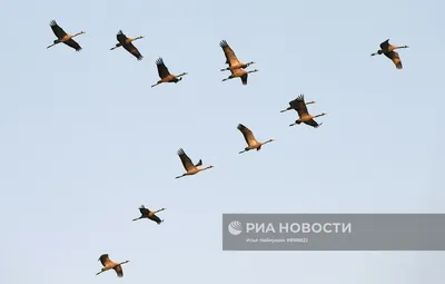 На юге Красноярского края впервые сфотографировали стаю черных аистов /  Новости общества Красноярска и Красноярского края / 