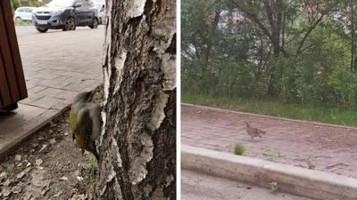 На юге Красноярского края сфотографировали «горных зябликов» — Новости 7  канала, Красноярск