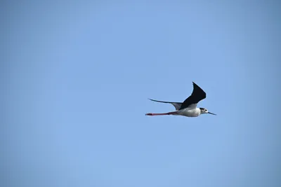 14 мая - Всемирный день мигрирующих птиц. Откуда на полуостров Крым  прилетают птицы?