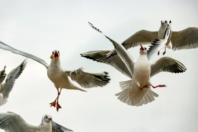 Зимующие птицы Крыма - Государственное автономное учреждение Республики Крым