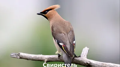 Пеночка-трещотка/Phylloscopus sibilatrix.Птицы Ленинградской области.