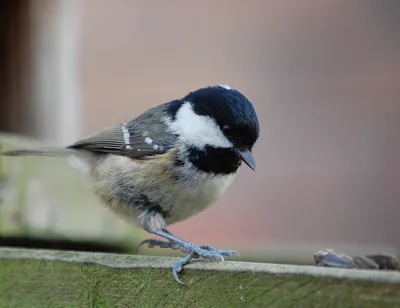 Московка - eBird