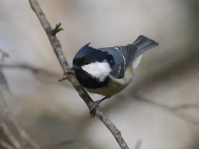 Московка - eBird