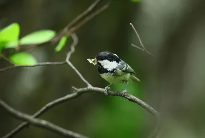 Московка(Periparus ater)-Coal tit.. Фотограф Ляпустин Юрий