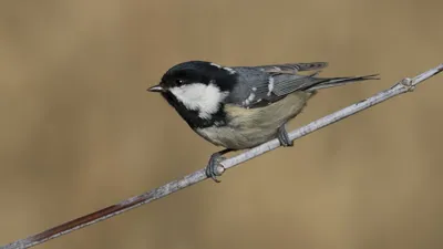 Московка — Parus ater / Галерея / Птицы России