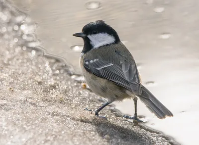 Фотография Московка (Parus ater) Птицы Дагестана | Фотобанк  ГеоФото/GeoPhoto | GetImages Group