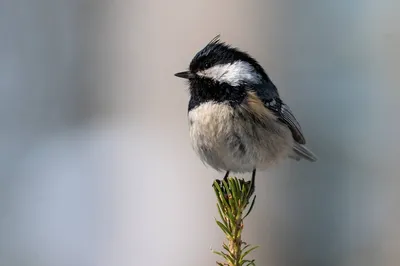 Московка (Parus ater). Птицы Дальнего Востока России.