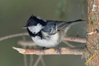 Московка (Parus ater). Птицы Европейской России.