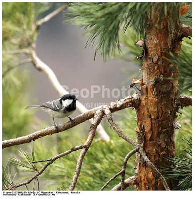 Московка (Parus ater). Птицы Сибири.