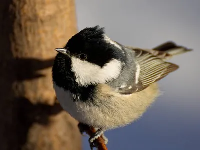 Московка — Parus ater / Галерея / Птицы России