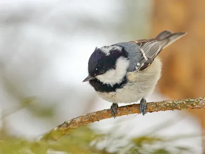 Московка (Parus ater). Птицы Сибири.