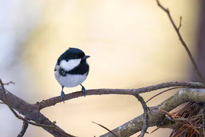 Coal Tit , Московка - Periparus ater. Фотограф Евгений