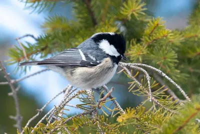 Московка Parus ater Coal Tit