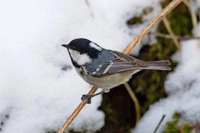 Московка - eBird