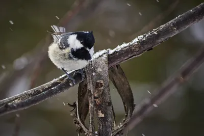 Московка (Parus ater). Птицы Дальнего Востока России.