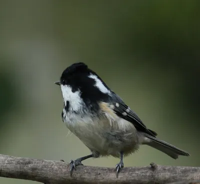 Московка (Periparus ater)