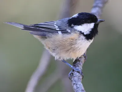 Голоса птиц Как поёт Московка Periparus ater - YouTube