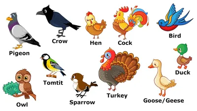 Птицы на английском картинки