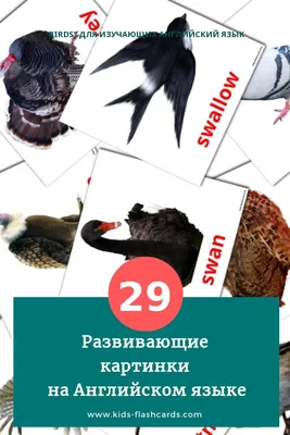 18 Бесплатных Карточек Дикие птицы на Английском | PDF
