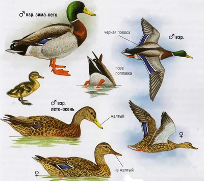 18 Бесплатных Карточек Дикие птицы на Английском | PDF