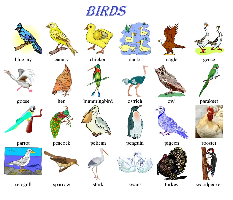 Имена птиц на русском. Птицы по английскому языку. Названия птиц на англ. Названия птиц на английском языке с переводом. Птицы на i в английском языке.