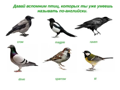 Английские слова на тему «Названия птиц» — Bird — английская лексика с  транскрипцией.