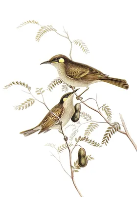 Картина "Красочные птицы на ветке" | Интернет-магазин картин "АртФактор"