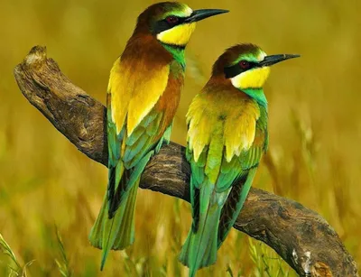 Две птички на ветке - 34 фото: смотреть онлайн