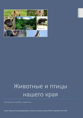 Проект «Птицы нашего края» (7 фото). Воспитателям детских садов, школьным  учителям и педагогам - Маам.ру