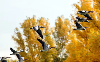 Осень, на дереве сидят птицы …» — создано в Шедевруме