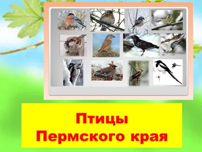 Зимующие птицы Пермского края. Итоговая таблица зимних наблюдений. ·  iNaturalist