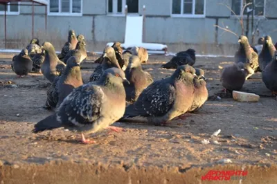 Какие птицы остаются в Перми на зимовку и чем их можно покормить - 