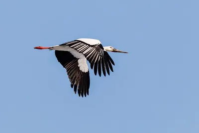 Самая большая птица / Largest bird | Энциклопедия приморья