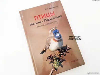 Купить фарфоровую статуэтку птицы Малиновка, Goebel, Германия, 1968 г по  низким ценам - Старивина