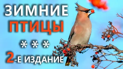 Презентация "Птицы Рязанской области" по окружающему миру – скачать проект