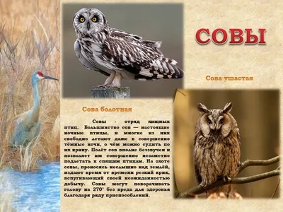 Орнитологи сфотографировали в Рязанской области редкую птицу | ТКР-Инфо